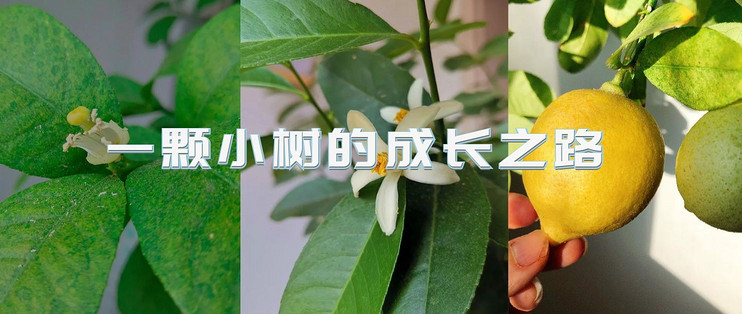 柠檬树怎么种植方法 柠檬树盆栽的养殖方法和注意事项 什么值得买