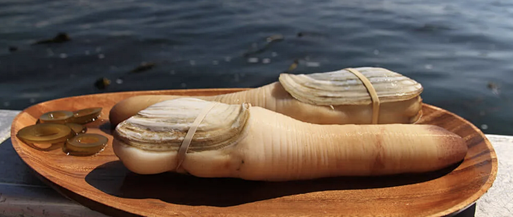 为什么全世界都在抢加拿大象拔蚌 海鲜水产 什么值得买