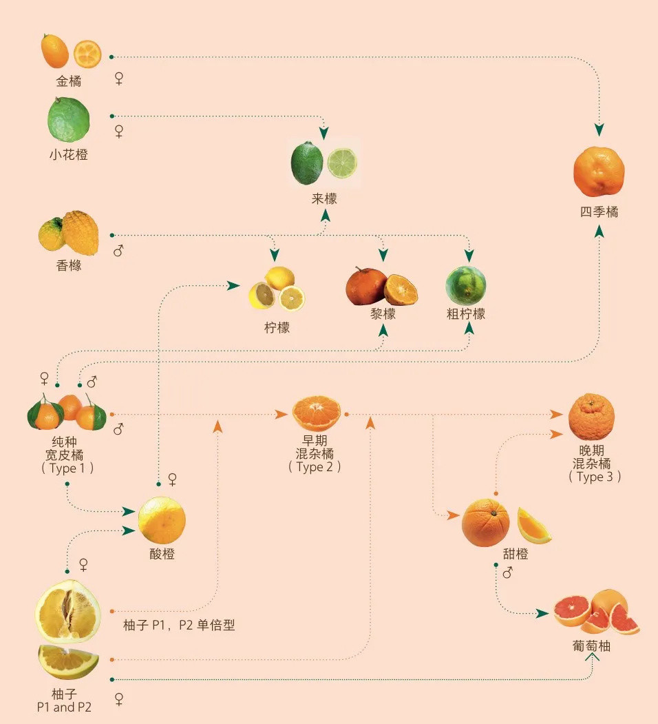 橘子家谱图片