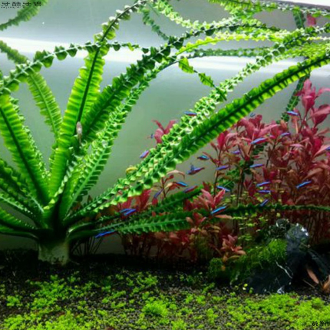 带你真的种点草吧!新手开缸~花很少的钱~帮你搞定一口缸!