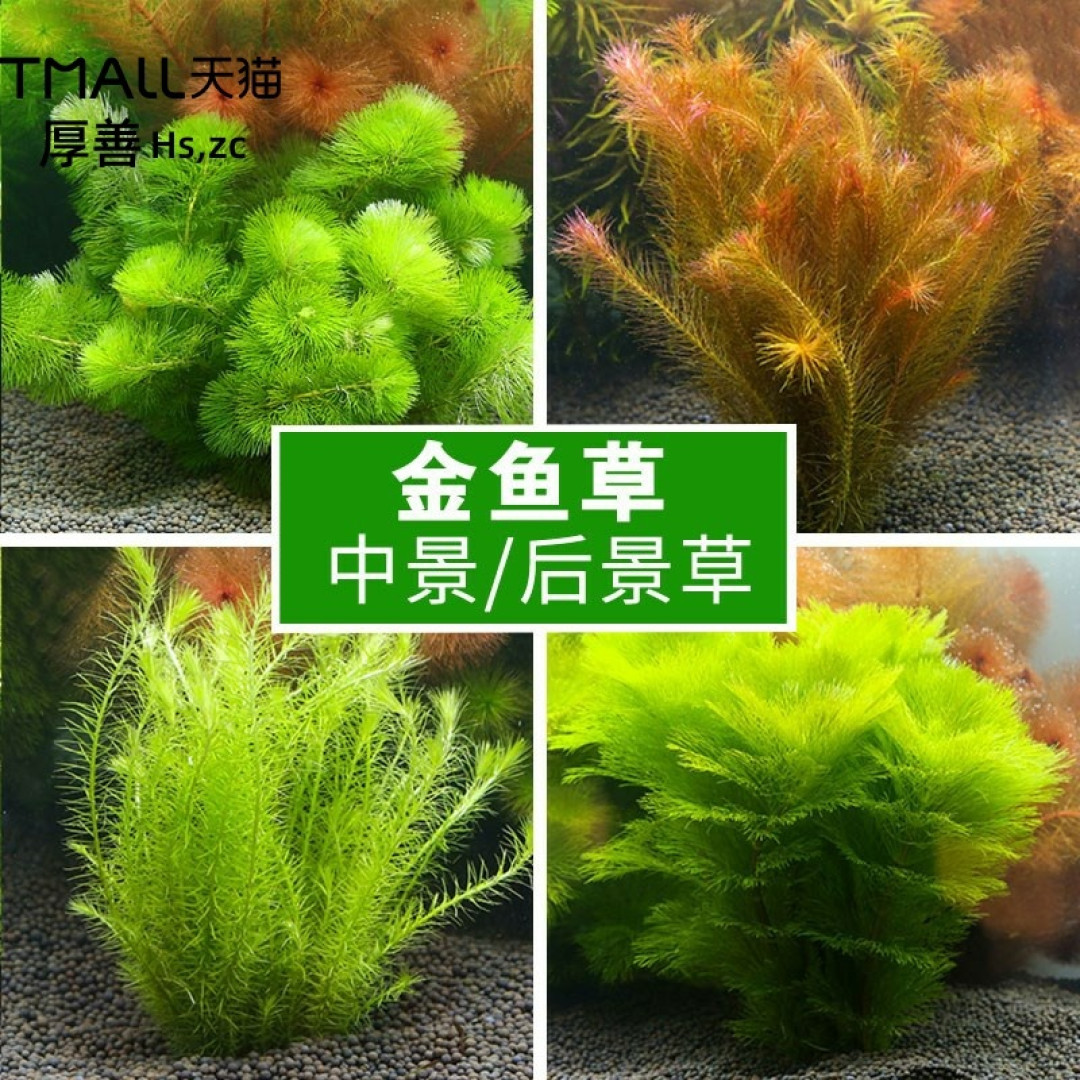 带你真的种点草吧!新手开缸~花很少的钱~帮你搞定一口缸!