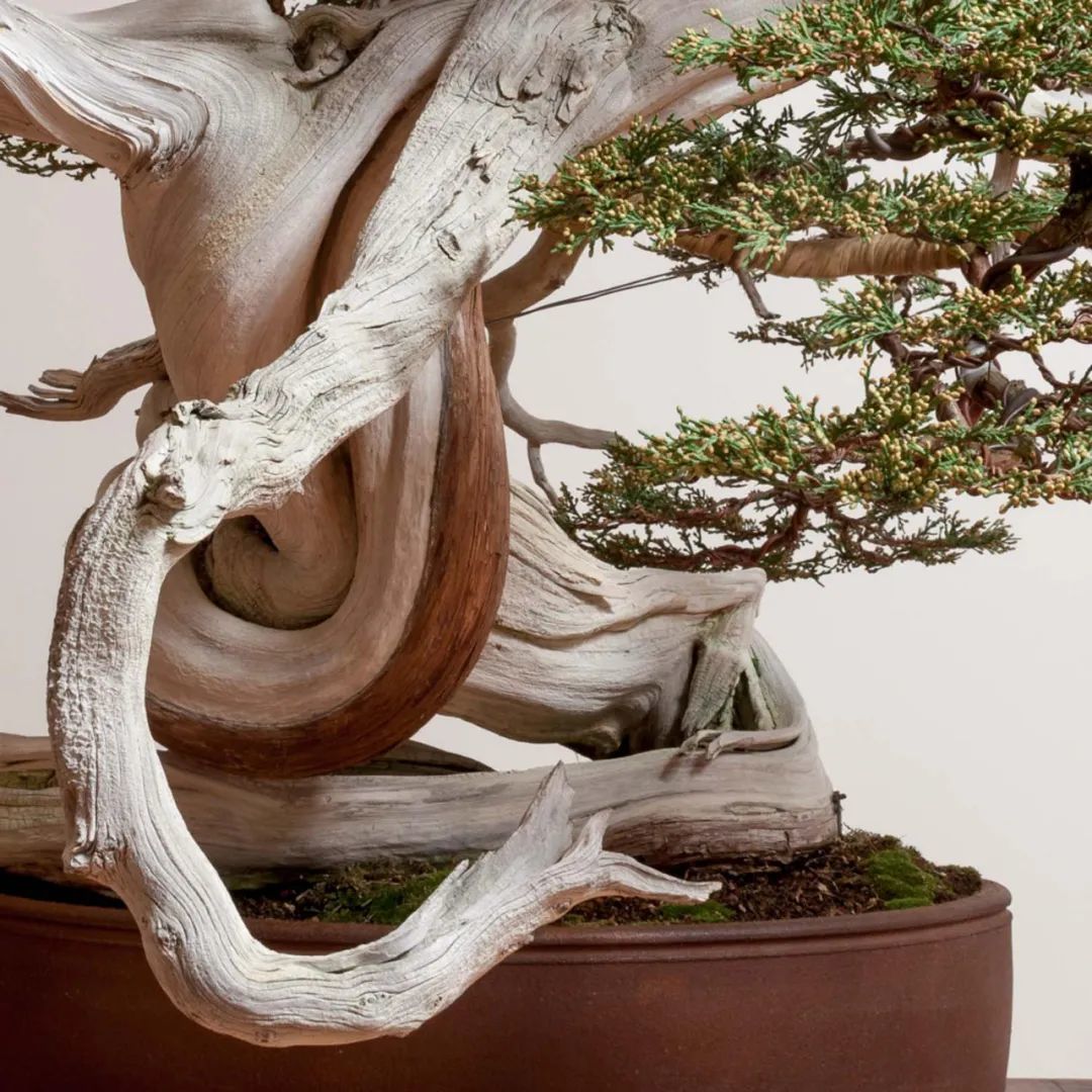 波特兰除了KINFOLK,还有这位把盆景卖出上百万的年轻艺术家