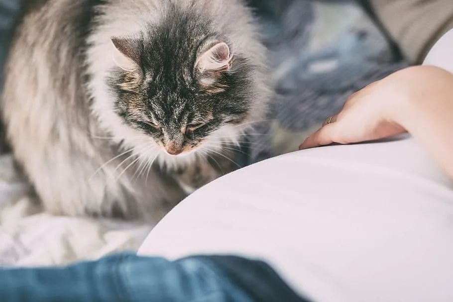 吃猫屎才能感染弓形虫？谁编的这么恶心的谣言