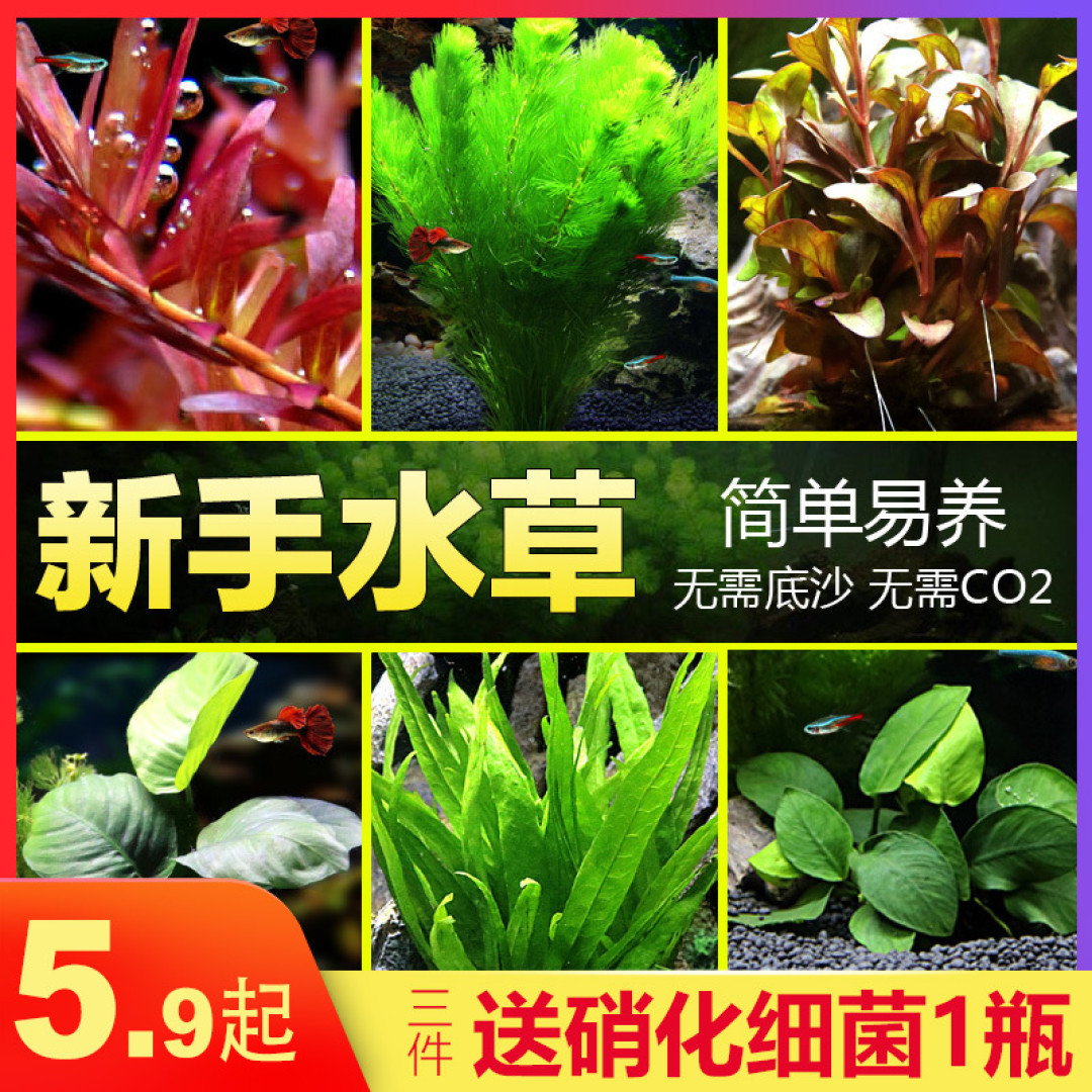 两年养鱼路,终归原生缸