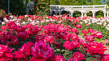 5月的天津是属于月季的，从公园到马路，天津市花赏花指南
