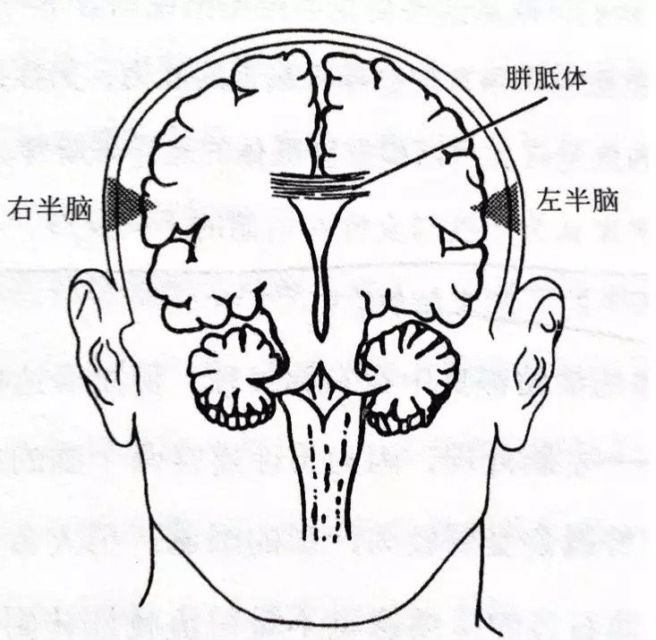 左右脑开发早教，全脑开发课程到底是捞钱手段还是真的有效？