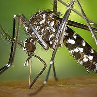 值无不言258期：全是辛酸泪，一个备受蚊子欺凌的胖子的夏日灭蚊驱蚊经验