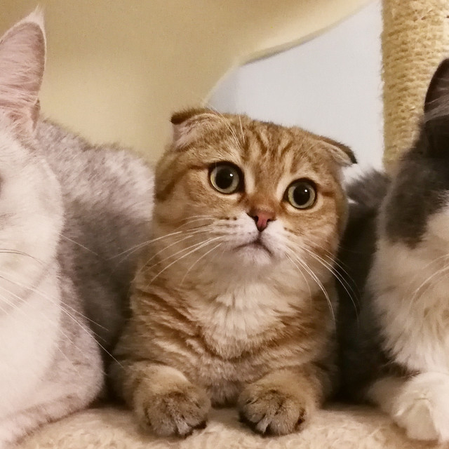 猫咪初长成，用膳吃点啥？