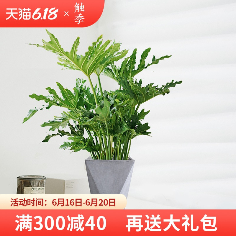 15种高颜值水培植物，不贵好养还可能免费！一起搭建家里的植物角~