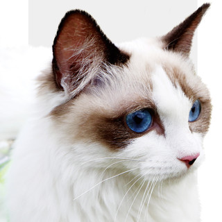 今年在亚宠展上get了一款宝藏猫砂 Everclean蓝钻新款欧版猫砂 猫砂 什么值得买