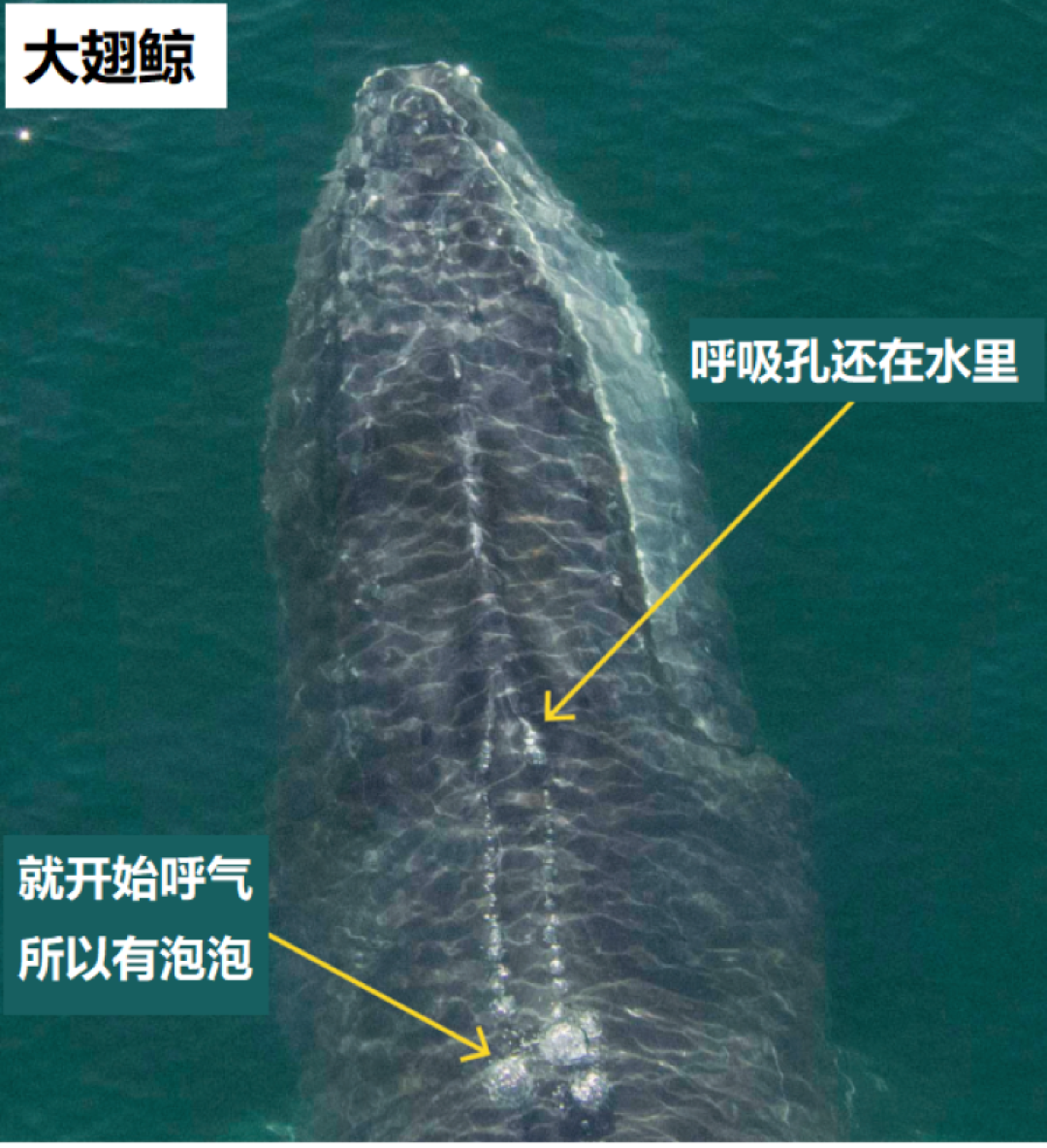 鲸头顶喷的“水柱”,是它脑袋里进的水吗?