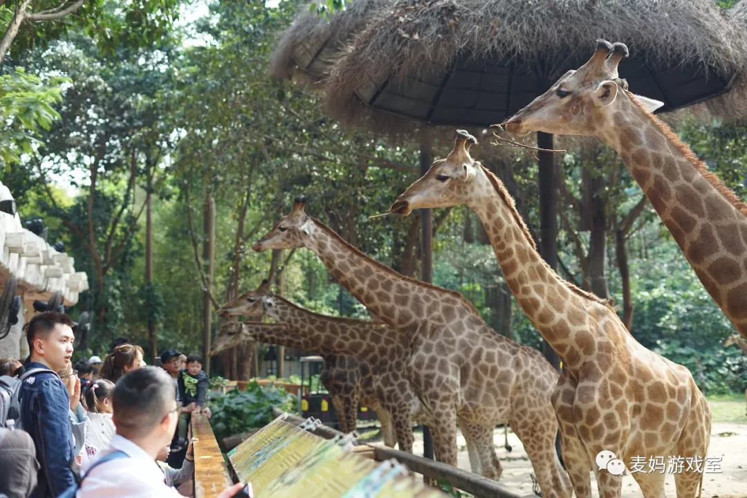 只能国内游，我写了超详细的广州长隆野生动物园游玩攻略（涵盖行程、酒店、季节、入园攻略）