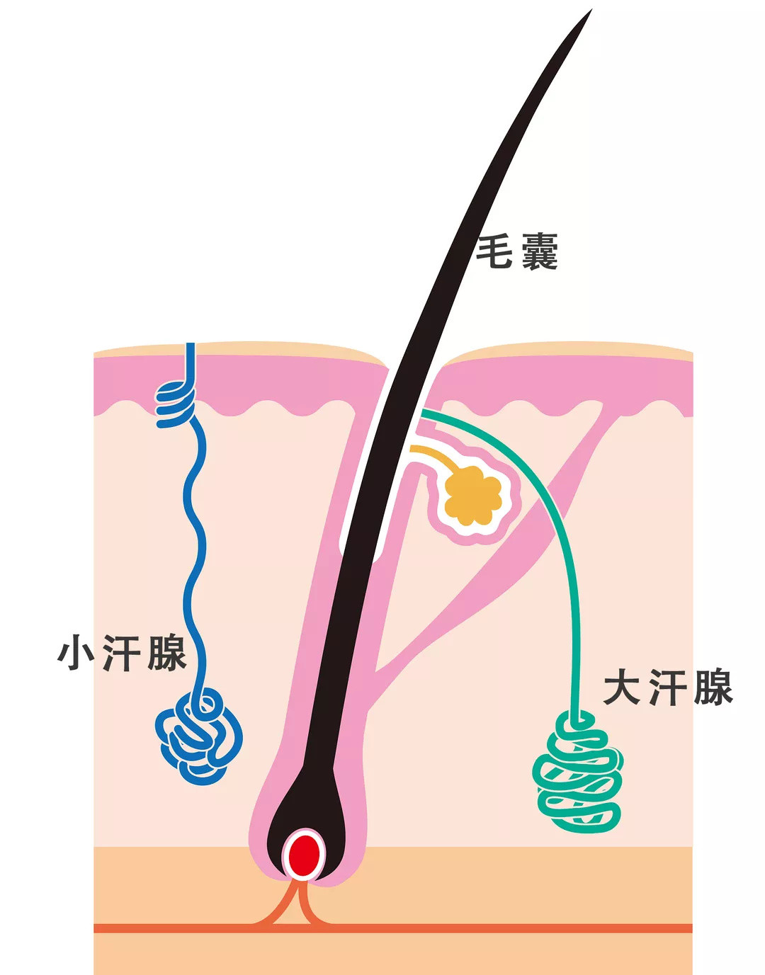 我要夜来香，不要腋来香！请查收这份摆脱汗臭的宝典～