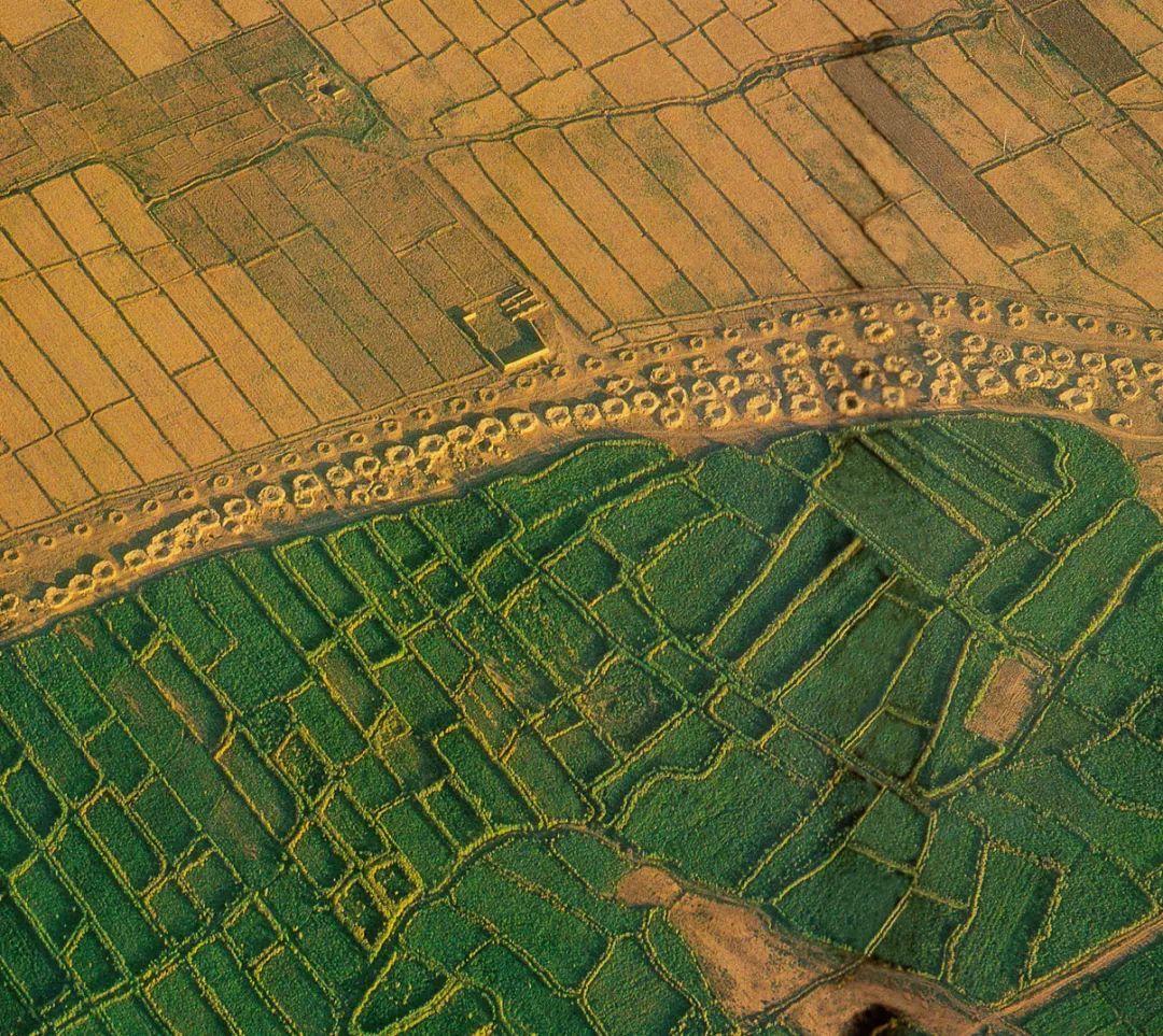 吐鲁番盆地植被类型图片