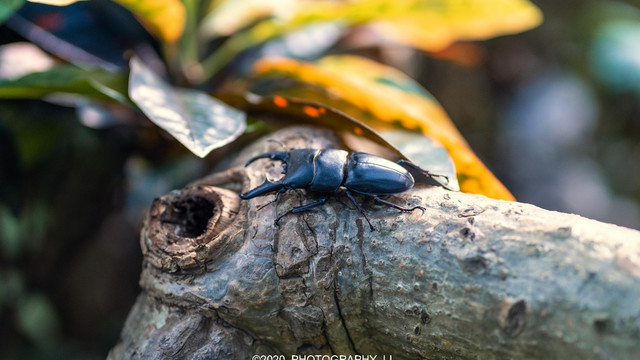 甲虫宠物篇一 中华大扁楸爱好昆虫玩家新手入门首选 生活兴趣 什么值得买