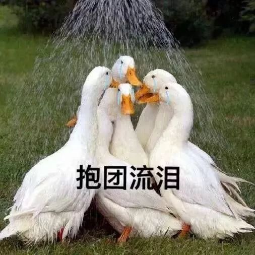 在中国，做鸭的100种死法