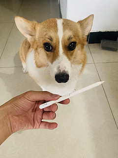 apple pencil 二代更新记