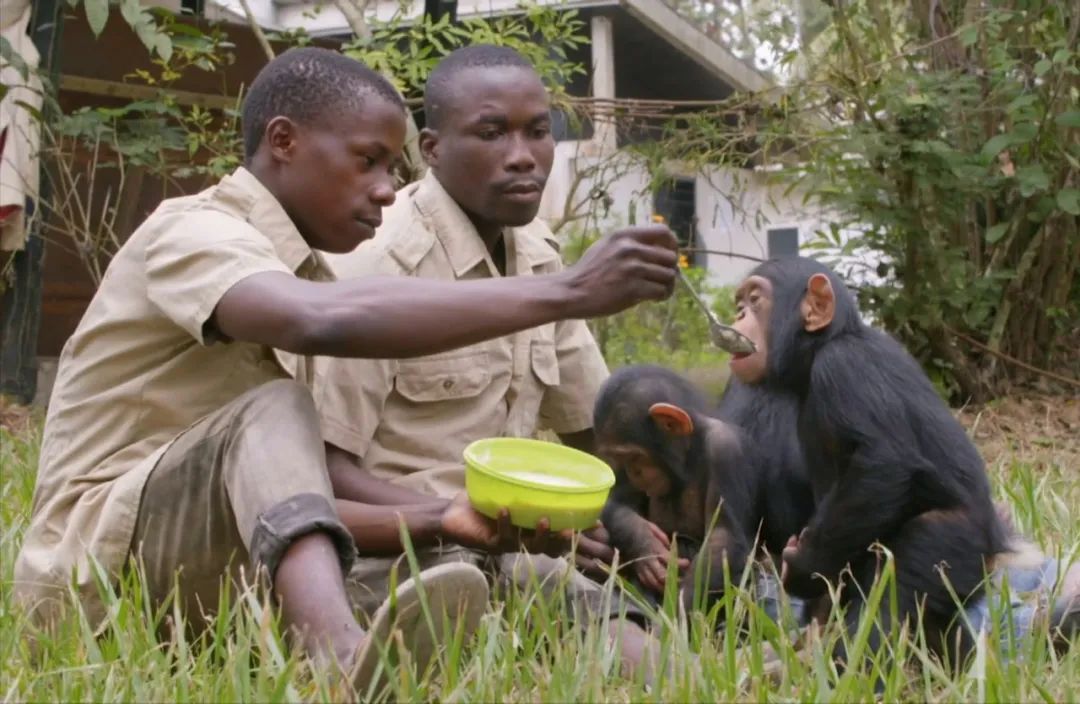 珍·古道尔：我愿牺牲一切，去和黑猩猩生活在一起