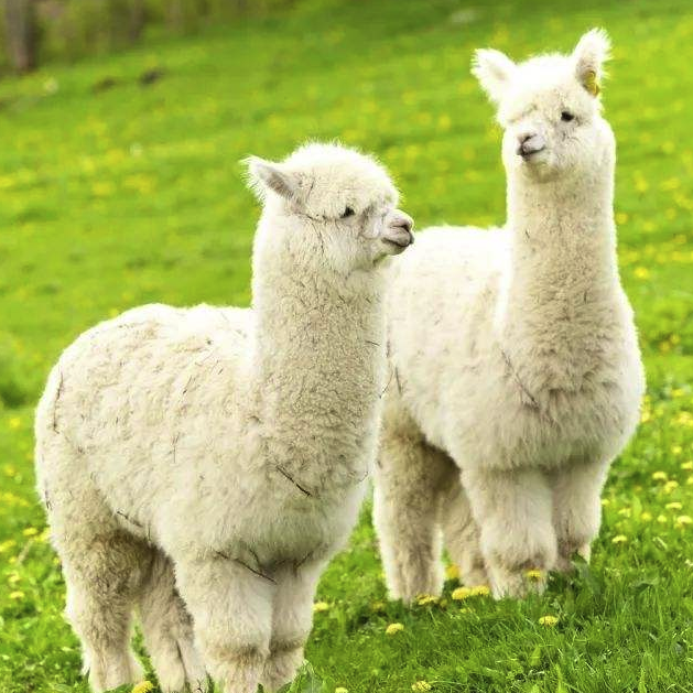 保护动物！UNIQLO宣布品牌旗下服饰线将禁用羊驼毛面料