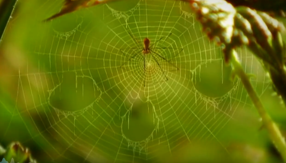 每一秒都萌到炸，笑不停地看完，孩子脑袋里轻松装进了自然大百科！