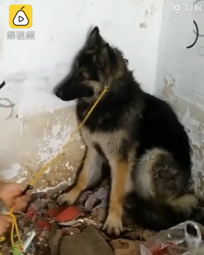德牧犬被遗弃拆迁楼,医护隔空喂食一年多,获救后现已被收养为军犬。而更多的毛孩子却没有这般幸运了······