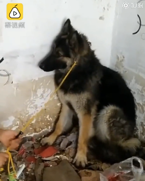 德牧犬被遗弃拆迁楼，医护隔空喂食一年多，获救后现已被收养为军犬。而更多的毛孩子却没有这般幸运了······