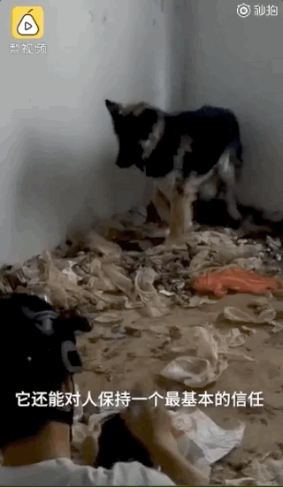 德牧犬被遗弃拆迁楼,医护隔空喂食一年多,获救后现已被收养为军犬。而更多的毛孩子却没有这般幸运了······