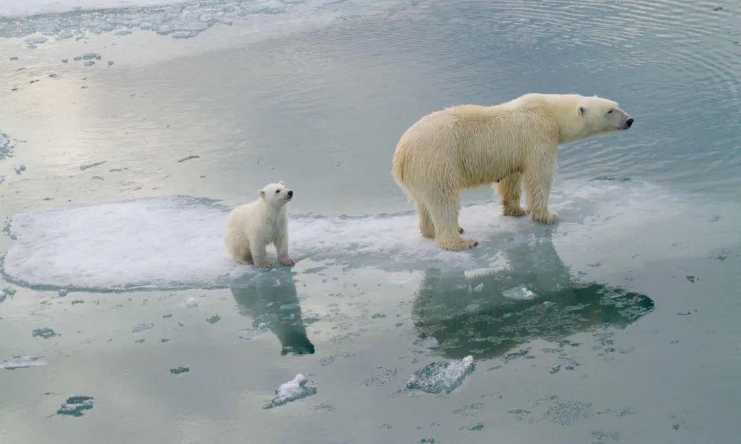 再这样热下去，北极熊真的要饿死了丨一周科技