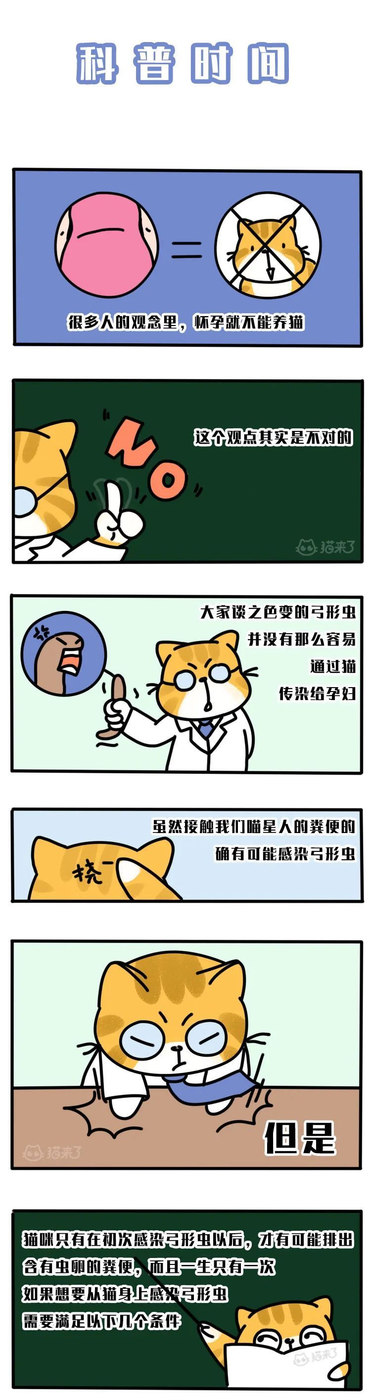 怀孕养猫行不行？这篇文章一定要转给你妈看！