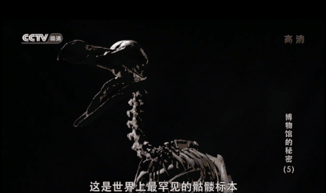 错过8年！这部比电影还好看的纪录片，终于被我发现了 一次带娃逛22个博物馆