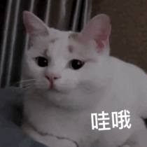 李荣浩在线求助网友：怎样才能让猫不要抓沙发啊！