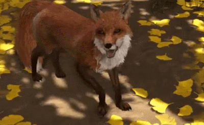 对马岛上的狐狸已经被撸了880万次