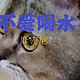 猫咪不喝净水，喜欢去马桶里面喝水?这可怎么办呢？原来需要把死水变成活水