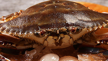 “蟹天蟹地”你来了！舟山开海第一波梭子蟹已到货，“第一个吃螃蟹的人”是你吗？