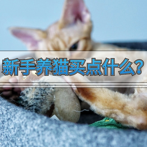 新手养猫需要买点什么？