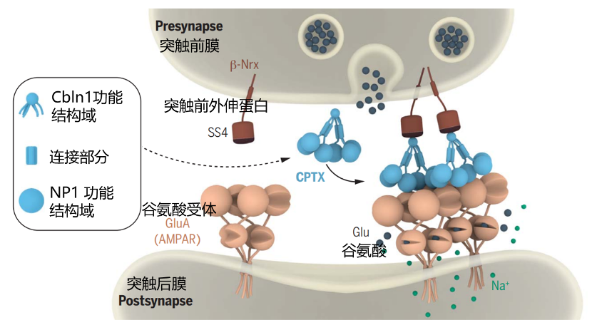 治疗阿尔兹海默症 ，Science研究揭示新思路：给神经突触搭桥