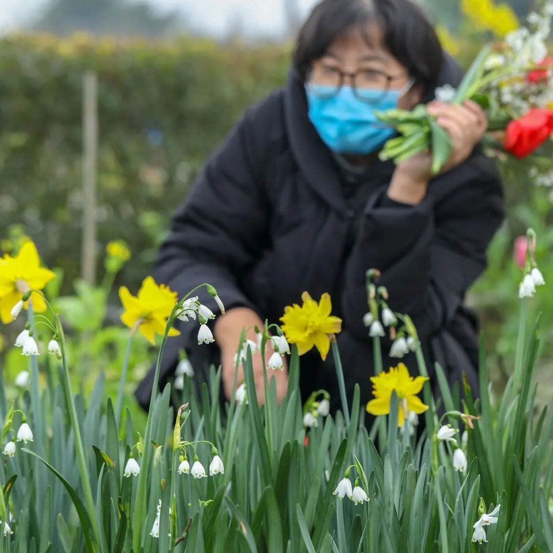 球根植物养护5大难，答案在这里！