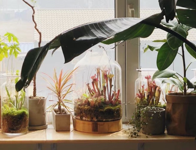 保姆级植物生态缸DIY教程，教你把热带雨林搬回家！