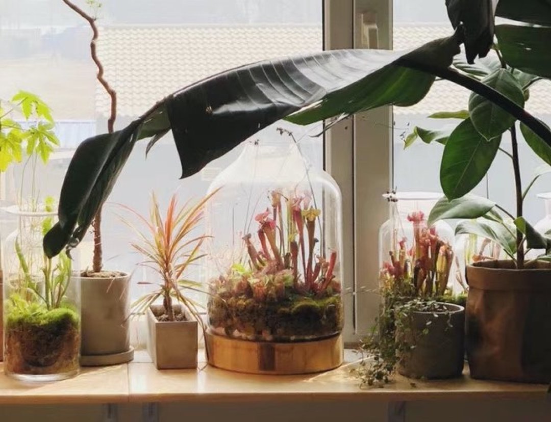 保姆级植物生态缸DIY教程,教你把热带雨林搬回家!