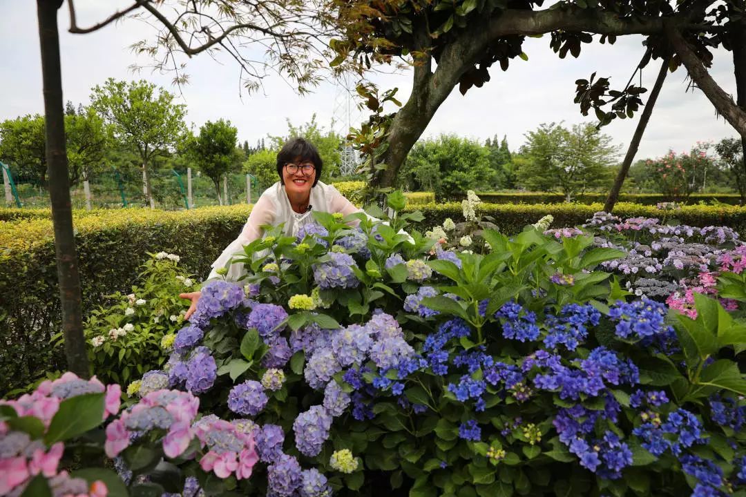 秋季绣球养护指南，施肥、覆土、修剪都在里面了！