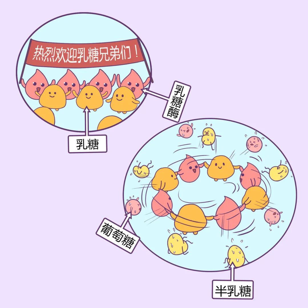 很多人都不知道 喝不了牛奶的原因不止一个 牛奶 什么值得买