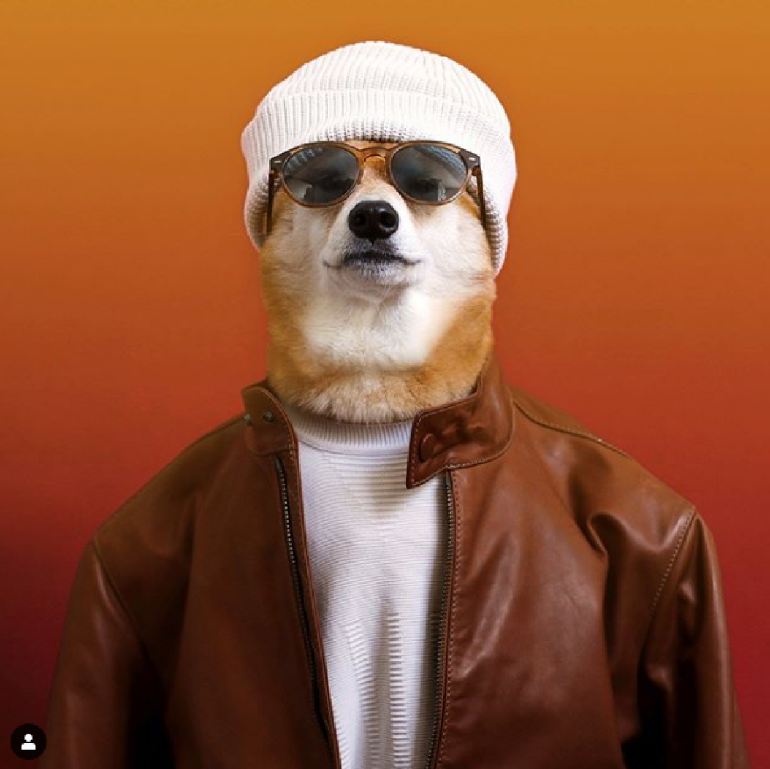 这只日本柴犬人称"狗中仲基",它是真正的狗中富贵花!