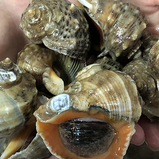 很多人分不清海螺“尾巴”是“黄”还是“屎”？却吃得很香