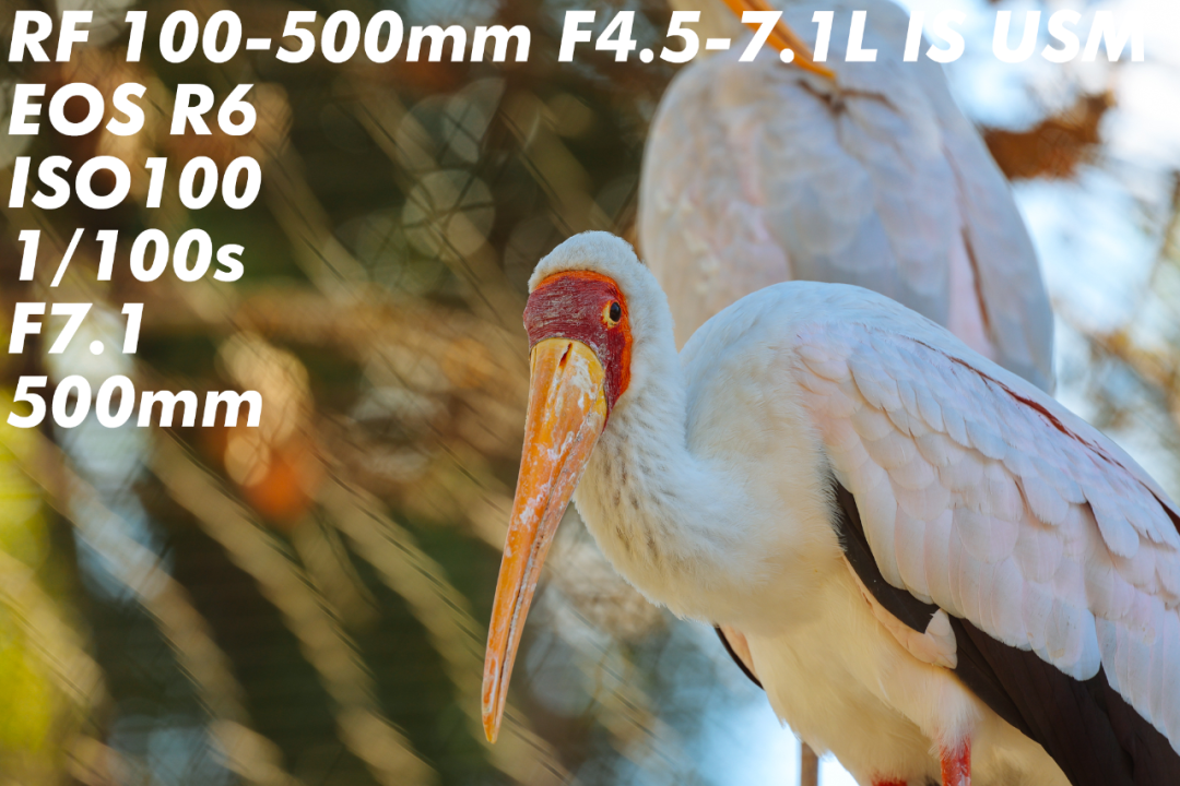相机LIFE | 更远 x 更轻的白炮 RF 100-500mm F4.5-7.1L IS USM体验