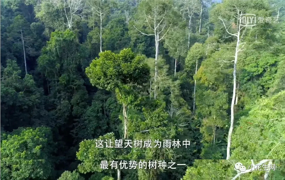 堪比BBC!这7部2020年国产记录片给孩子讲“中国故事”,好有情、好原汁原味!(附观看链接)