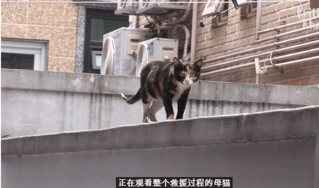 猫妈妈抛弃自己的残疾孩子,知道真相后令人泪崩...