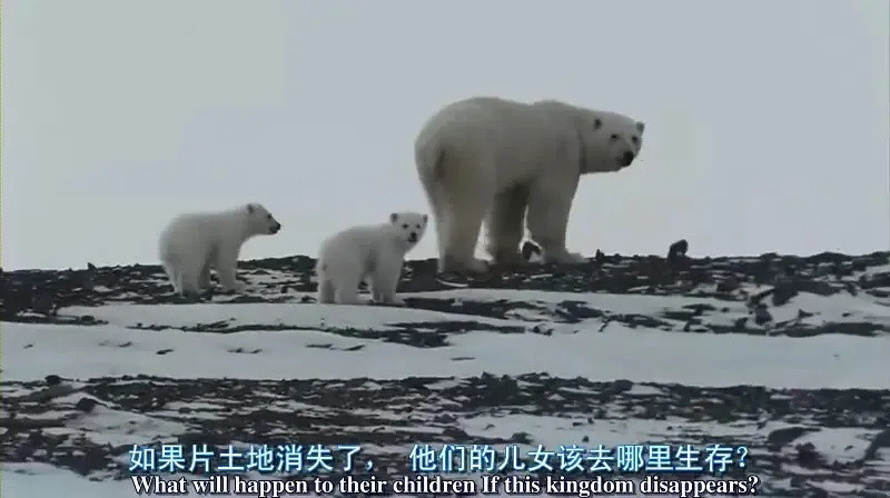 不去人山人海的动物园，在家怎么给孩子讲动物保护？（内附观影推荐）