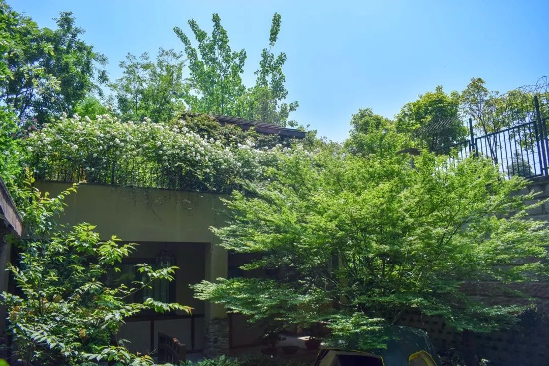 一块枯木用了2万，只为打造理想的日式花园，看完之后：值得
