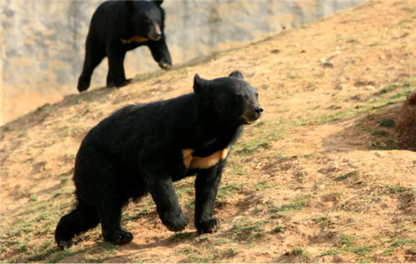 野生动物园饲养员被熊攻击：遇到熊时 如何保护自己？
