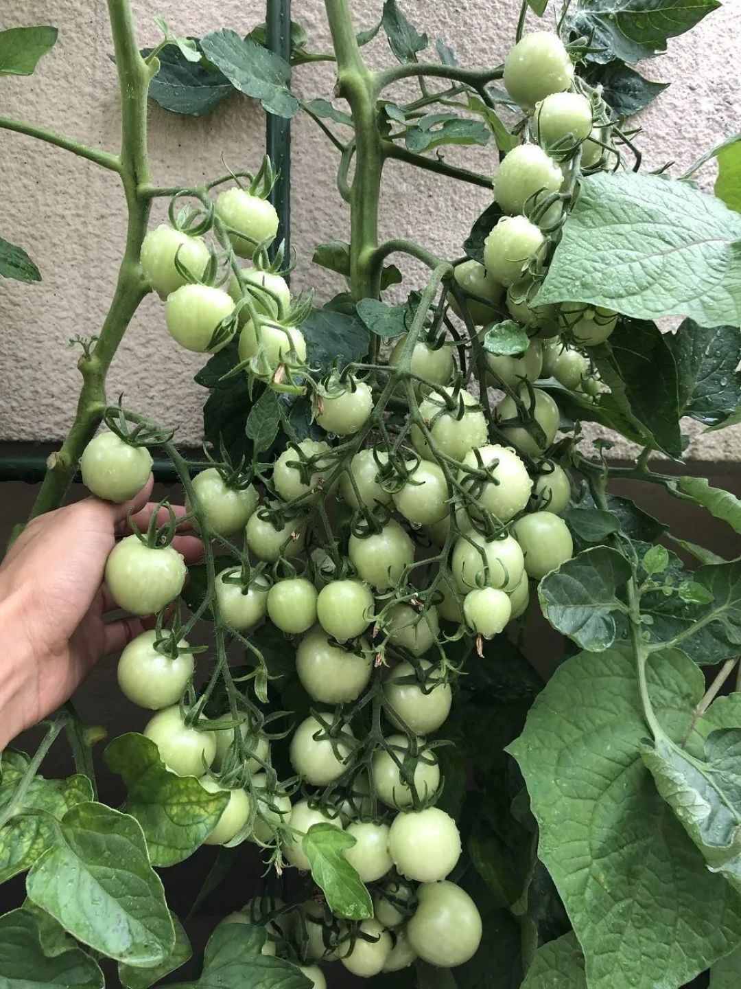2年时间,光秃秃水泥露台变成满园花海,大神却说自己是“园艺小白”?